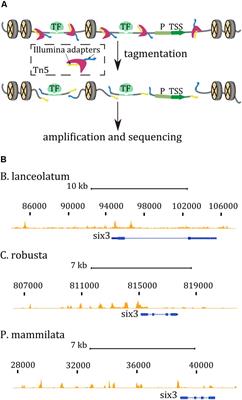 Assaying Chromatin Accessibility Using ATAC-Seq in Invertebrate Chordate Embryos